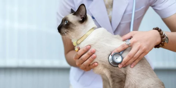 Gesundheitscheck für Katzen - Tipps für ein gesundes Katzenleben