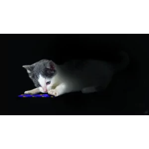 Catnip Rolls von Petstages - leises Katzenspielzeug für die Nacht