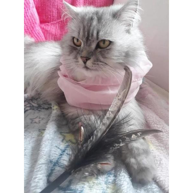 Purrs Spinning Ersatz-Federanhänger - Wechselanhänger