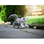 Filzbälle 2er-Set - artgerechtes Katzenspielzeug aus Filz - neues und gutes Spielzeug für Katzen - Spielball für Katzen