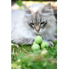 Filzbälle 2er-Set - gutes und verträgliches Katzenspielzeug - Naturprodukte als Spielzeug für Katzen - toller Spielball