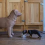 DOG Scratcher – Kratzmöbel für Katzen
