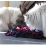 Activity Schnüffelteppich von Trixie - sinnvolle Beschäftigung für Katzen wenn sie alleine sind