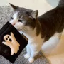 4cats Halloween Motiven mit Katzenminze