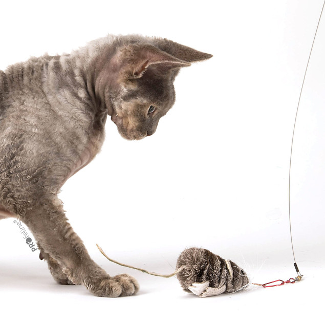 Nibbles the Mouse - aus Hirschhaar von Profeline
