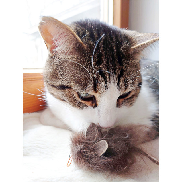 Getigerter Kater riecht an einer braunen Spielmaus aus Büffelhaar