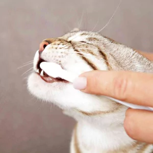 Zahnpflege-Set Dental-Care für Katzen von TRIXIE