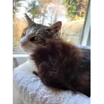 Purrs Sally Sheepie Puff - Schaffell mit Baldrian - weitere Ansicht