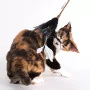 Federwedel Cat Teaser Mystic Feathers von Profeline 
