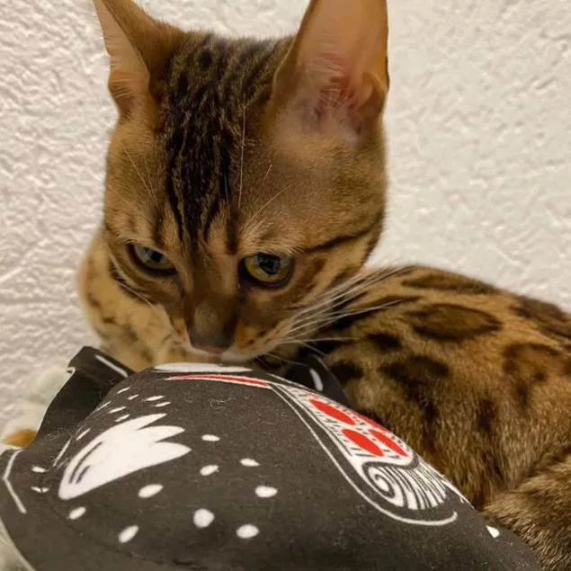 4cats Crazy Kollektion Pizza Monster mit Baldrian