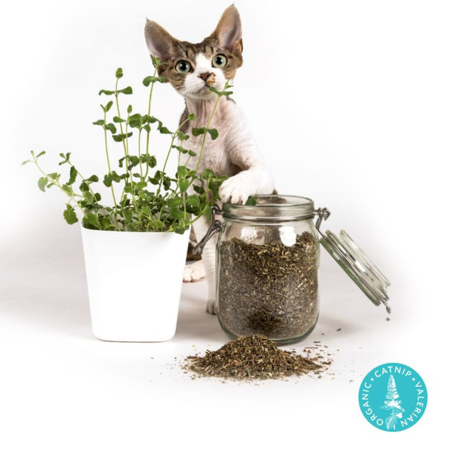 Profeline Catnip Buddy - Stoffkatze mit Katzenminze und Baldrian