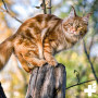 REAVET Vitamin Komplex Pulver 50 g für Katzen