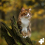 REAVET Vitamin Komplex Pulver 50 g für Katzen