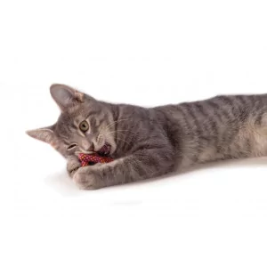 Petstages Plaque Pretzel - zahnpflegendes Katzenspielzeug mit Catnip