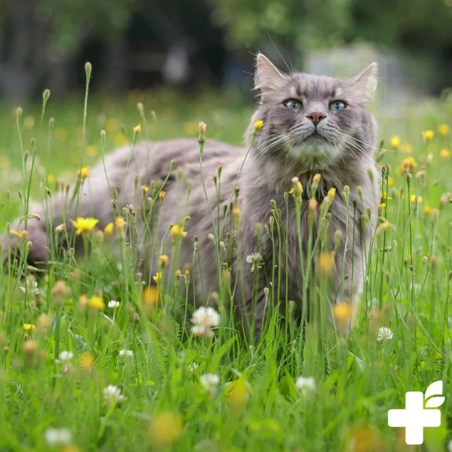 Bachblütenmischung Juckfrei für Katzen als Globuli | von REAVET