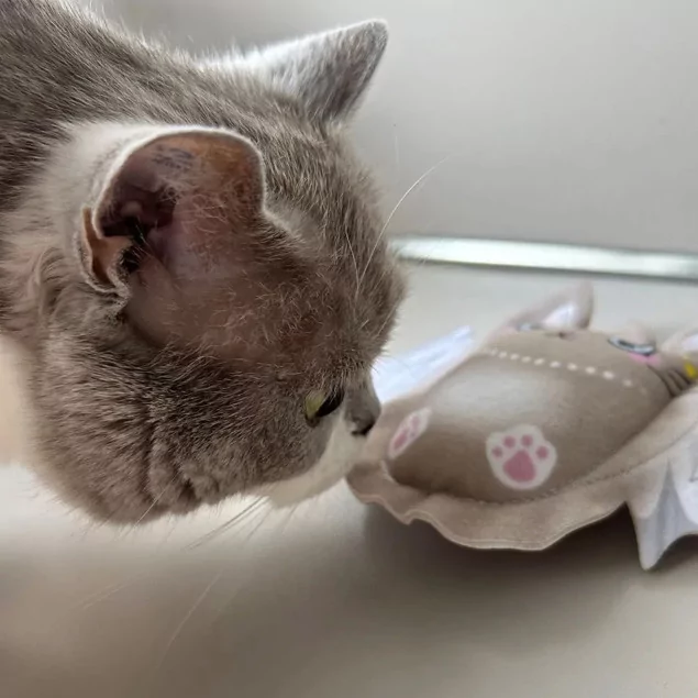4cats X-Mas - Katzenengel, perfekt für Kätzchen | meinKatzenshop