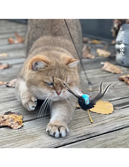 BKH Katze versucht einen Spielanhänger zu fangen.