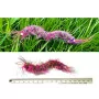 Purrs Rainbow Centipedie - Hundertfüßer Spielanhänger