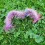 Purrs Rainbow Centipedie - Hundertfüßer Spielanhänger