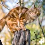 Maine Coon Complex