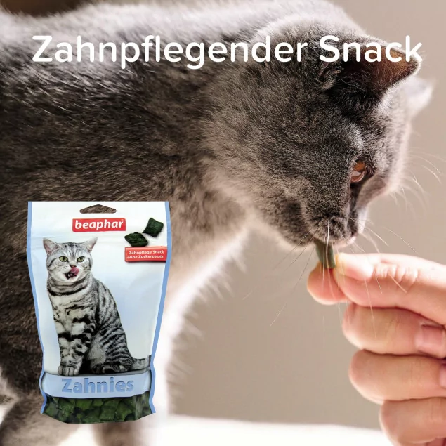 Graue Katze nimmt ein Leckerlis von einer Hand.