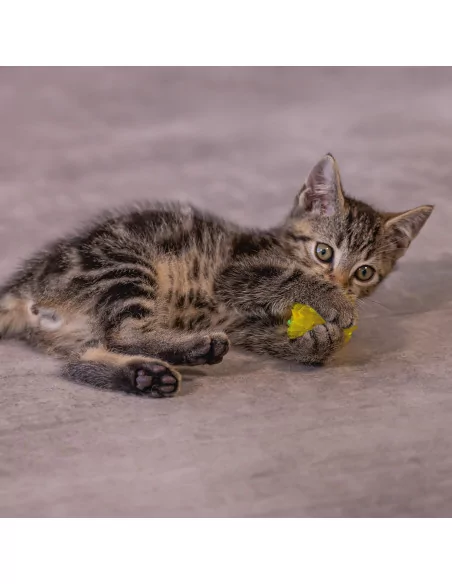 Beeztees Kitten Knister Bälle: 4 Stück Pack, Spielspaß pur für Katzen!