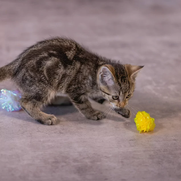 Beeztees Kitten Knister Bälle: 4 Stück Pack, Spielspaß pur für Katzen!