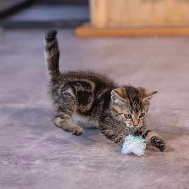 Beeztees Kitten Knister Bälle: 4 Stück Pack, Spielspaß pur für Katzen!