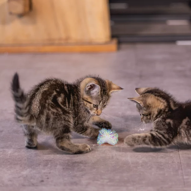 Beeztees Kitten Knister Bälle: 4 Stück Pack, Spielspaß pur für Katzen!