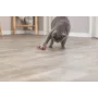 graue BKH Katze spielt mit einer befüllten Snackmaus