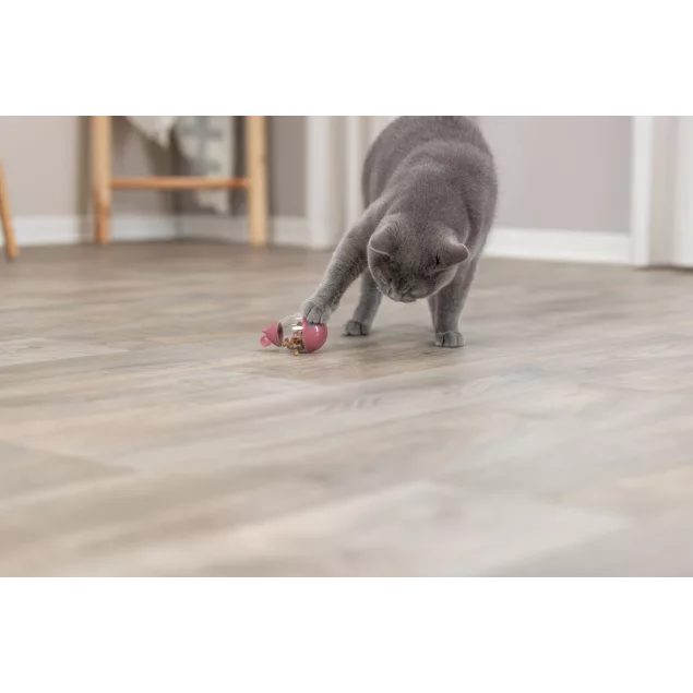 graue BKH Katze spielt mit einer befüllten Snackmaus
