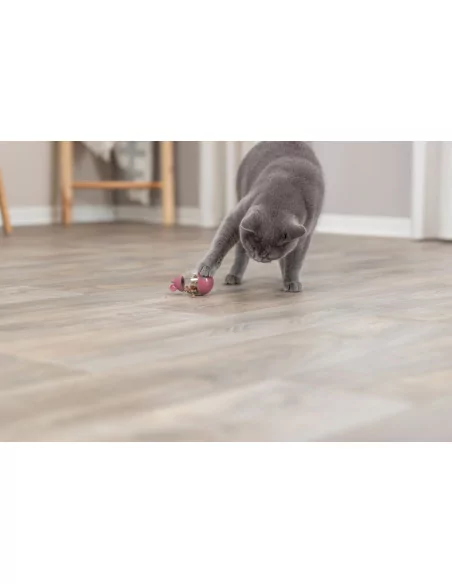 graue BKH Katze spielt mit einer befüllten Snackmaus
