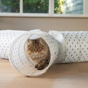 Main Coon Katze kommt aus einem weißen Katzentunnel