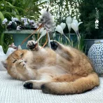 Profeline Tickle Charms Anhänger 2er Set – Ersatzanhänger - Detailansicht