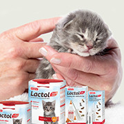 Kittenaufzucht