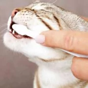 Zahnplege bei Katzen