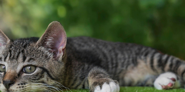 Diabetes bei Katzen: Symptome, Ursachen und Behandlung