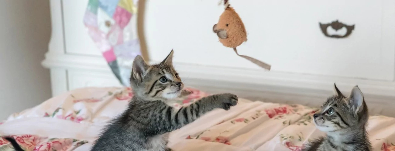 Welches Katzenspielzeug ist sinnvoll und gefllt Katzen wirkich | Leitfaden  - meinKatzenshop