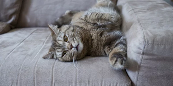 Katze pinkelt auf die Couch |Tipps der Katzenexpertin