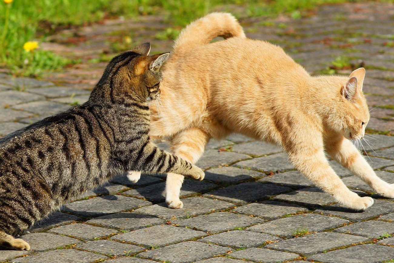 Katzen streiten sich