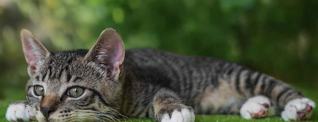 Diabetes bei Katzen: Symptome, Ursachen und Behandlung