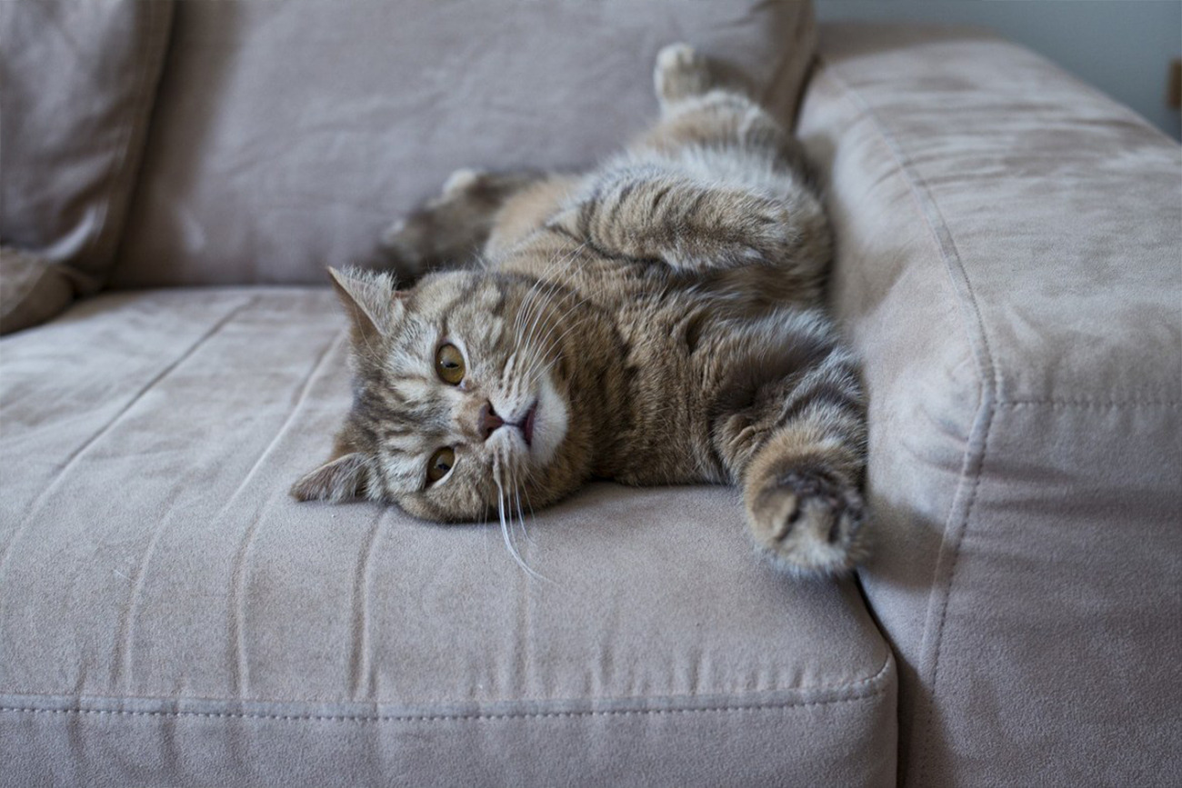 Katze pinkelt auf die Couch | Tipps der Katzenexpertin