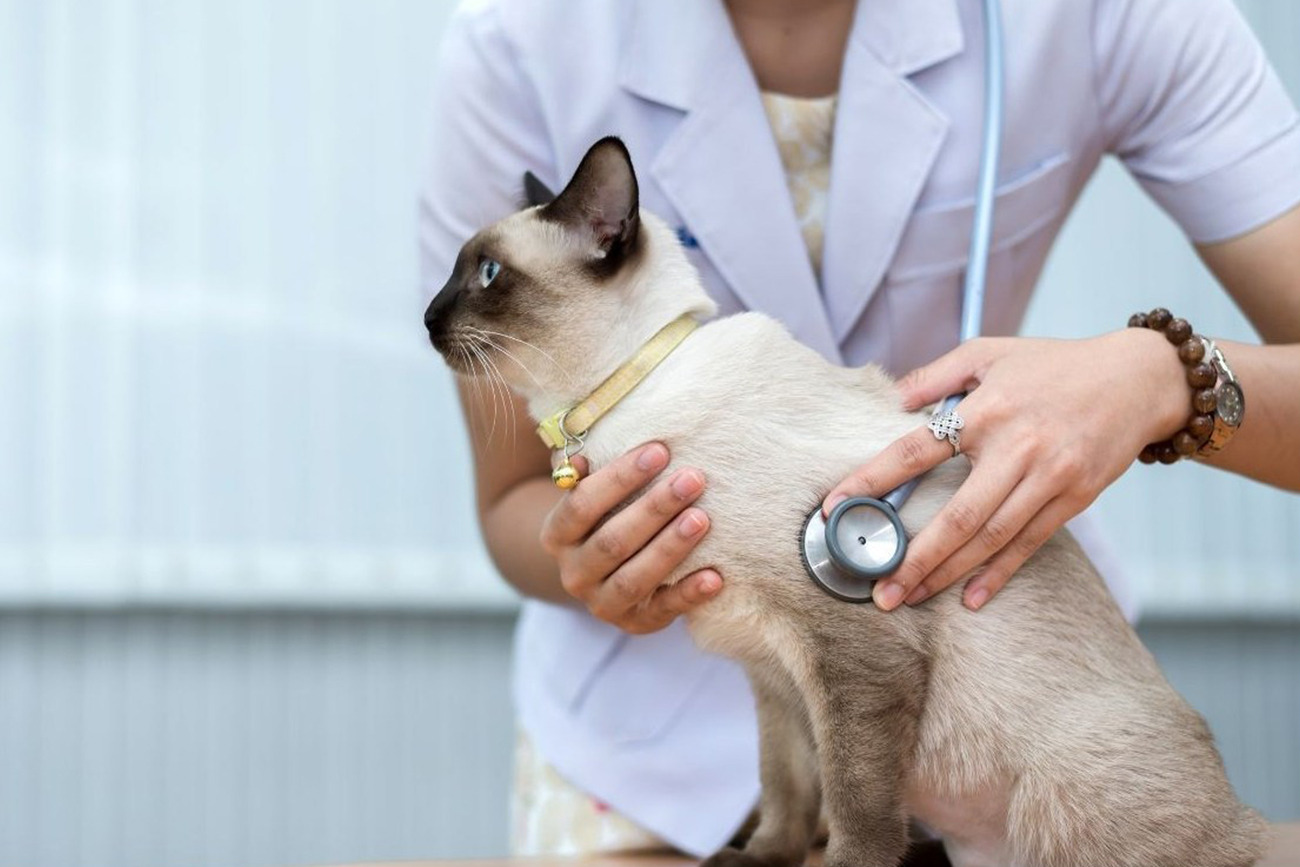 Gesundheitscheck für Katzen - Tipps für ein gesundes Katzenleben
